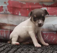 BABY MINI FEMALE #5, a female Rat Terrier for sale in Grovespring, MO – 3 of 3
