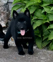 WINSTON- AKC MALE -DOCKED TAIL, a male Schipperke for sale in Grovespring, MO – 1 of 3