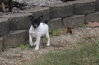 TRI FEMALE, a female Rat Terrier for sale in Grovespring, MO – 1 of 3