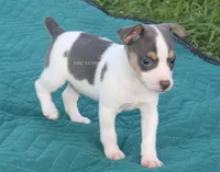 Boone- TOY blue and white male, a male Rat Terrier for sale in Grovespring, MO – 2 of 8