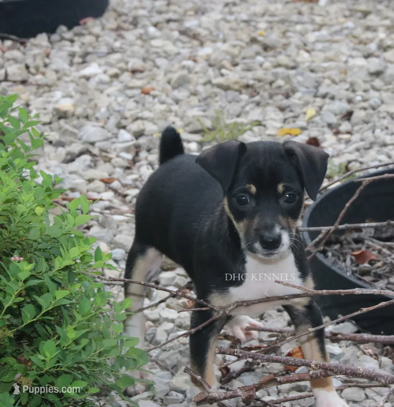 Sizzle- AKC Mini Female – Rat Terrier puppy on hold in Grovespring, MO