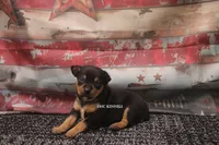 RAISEN- BLK TAN MINI, a female Rat Terrier for sale in Grovespring, MO – 2 of 4