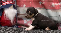 Rider- AKC Mini Male, a male Rat Terrier for sale in Grovespring, MO – 2 of 3