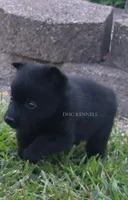 AKC- BENTLEY-docked tail, a male Schipperke for sale in Grovespring, MO – 2 of 2