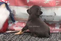 Liberty- Toy Female, a female Rat Terrier for sale in Grovespring, MO – 2 of 5