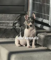 AKC-LIAM , a male Rat Terrier for sale in Grovespring, MO – Photo 3 of 3