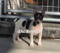 AKC-LIAM , a male Rat Terrier for sale in Grovespring, MO – Photo 2 of 3