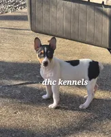 AKC-LIAM , a male Rat Terrier for sale in Grovespring, MO – Photo 1 of 3