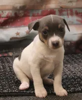 Baby MINI Male #1 , a male Rat Terrier for sale in Grovespring, MO – 2 of 3