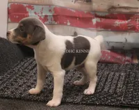 Baby MINI Male #1 , a male Rat Terrier for sale in Grovespring, MO – 3 of 3
