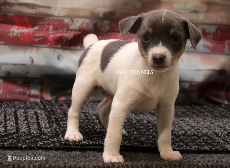 Baby MINI Male #1  – Rat Terrier puppy for sale in Grovespring, MO