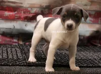 Baby MINI Male #1 , a male Rat Terrier for sale in Grovespring, MO – 1 of 3