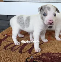 BLUE MERLE FEMALE, a female Rat Terrier for sale in Grovespring, MO – 2 of 3