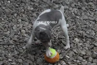 KINDLE MINI MERLE FEMALE, a female Rat Terrier for sale in Grovespring, MO – 3 of 7