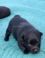 Fancy- AKC Female (docked tail), a female Schipperke for sale in Grovespring, MO – 3 of 3