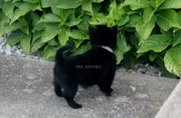 TITUS- AKC MALE- NATURAL TAIL, a male Schipperke for sale in Grovespring, MO – 3 of 4
