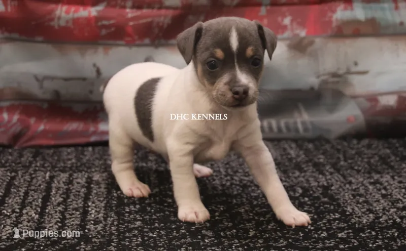 Dakota MINI BLUE TRI MALE – Rat Terrier puppy for sale in Grovespring, MO