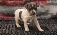Dakota MINI BLUE TRI MALE, a female Rat Terrier for sale in Grovespring, MO – 1 of 3
