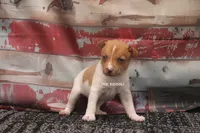 TANNER- RED/WHT MINI MALE, a male Rat Terrier for sale in Grovespring, MO – 2 of 3