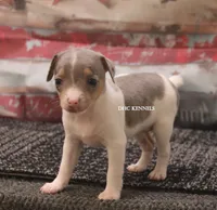 KINDLE MINI MERLE FEMALE, a female Rat Terrier for sale in Grovespring, MO – 4 of 4
