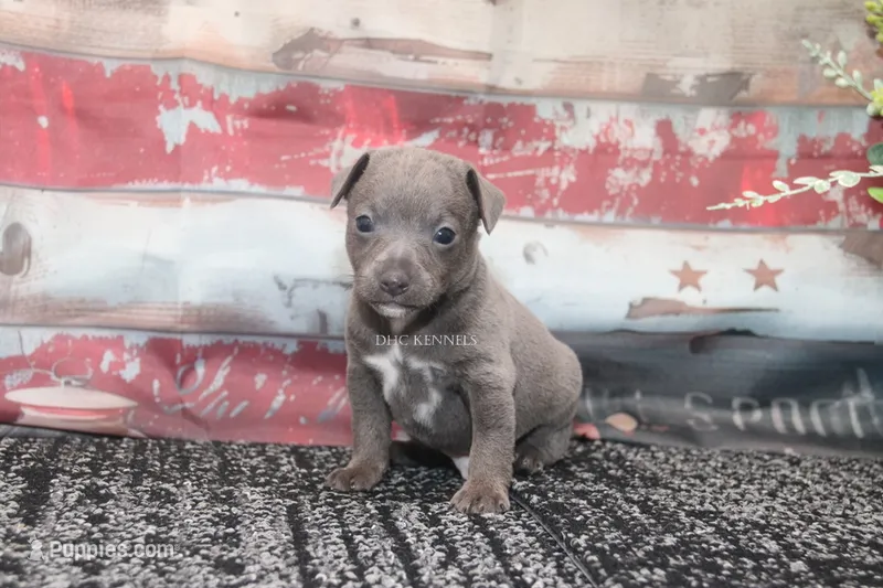 Smokey- blue male – Rat Terrier puppy for sale in Grovespring, MO