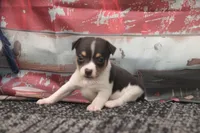 SPIRIT- TOY MALE , a male Rat Terrier for sale in Grovespring, MO – 1 of 4
