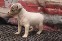 BONNIE MINI MERLE FEMALE, a female Rat Terrier for sale in Grovespring, MO – 3 of 4