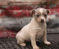 BONNIE MINI MERLE FEMALE, a female Rat Terrier for sale in Grovespring, MO – 2 of 4