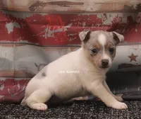 BONNIE MINI MERLE FEMALE, a female Rat Terrier for sale in Grovespring, MO – 4 of 4