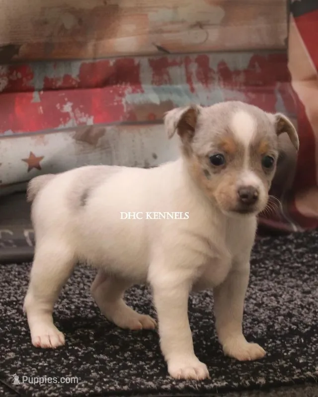 BONNIE MINI MERLE FEMALE – Rat Terrier puppy for sale in Grovespring, MO