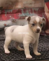 BONNIE MINI MERLE FEMALE, a female Rat Terrier for sale in Grovespring, MO – 1 of 4