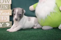 Darla, a male Rat Terrier for sale in Grovespring, MO – Photo 1 of 3