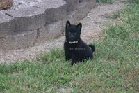 Roxy- AKC Female- Natural tail, a female Schipperke for sale in Grovespring, MO – 2 of 3