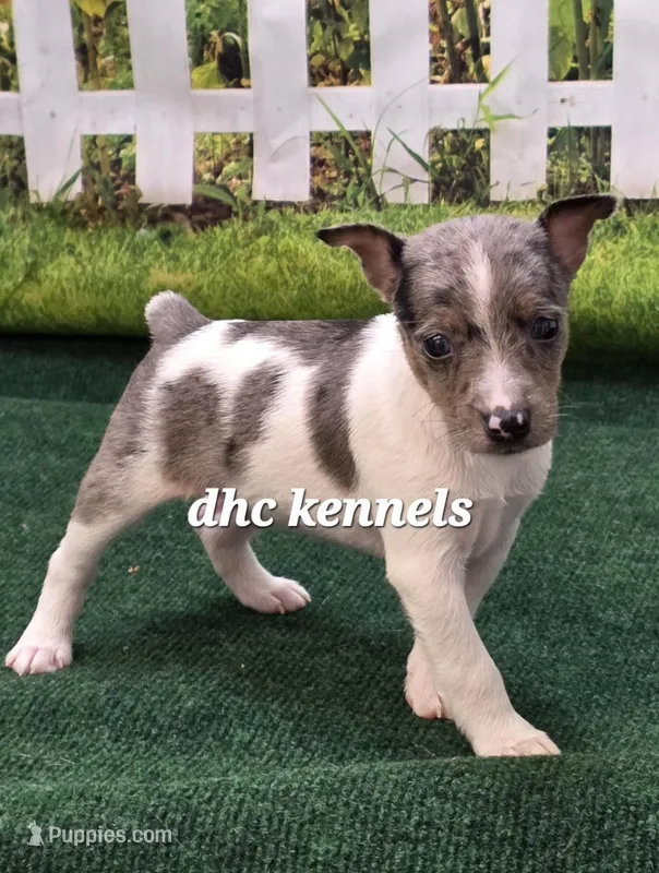 Shaboozey – Rat Terrier puppy for sale in Grovespring, MO