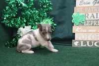 Shaboozey, a male Rat Terrier for sale in Grovespring, MO – Photo 2 of 4