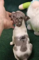 Shaboozey, a male Rat Terrier for sale in Grovespring, MO – Photo 4 of 4