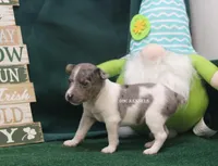 Shaboozey, a male Rat Terrier for sale in Grovespring, MO – Photo 1 of 4