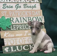 Shaboozey, a male Rat Terrier for sale in Grovespring, MO – Photo 3 of 4