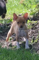 COPPER- APRICOT/WHITE MINI , a male Rat Terrier for sale in Grovespring, MO – 4 of 4