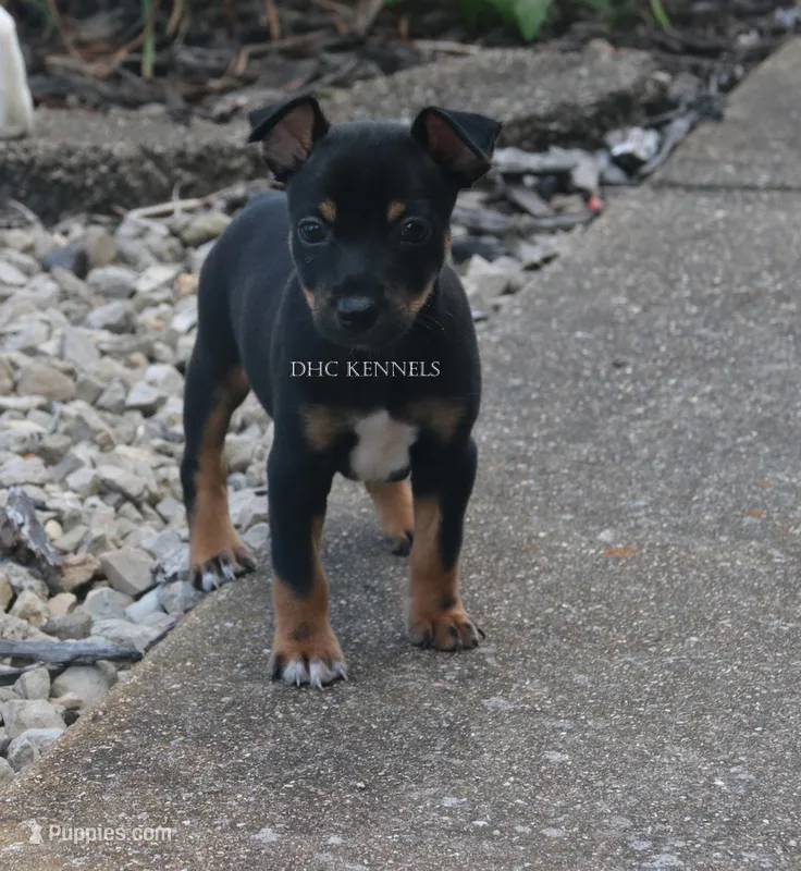 AKC Bruno-Standard size  – Rat Terrier puppy for sale in Grovespring, MO