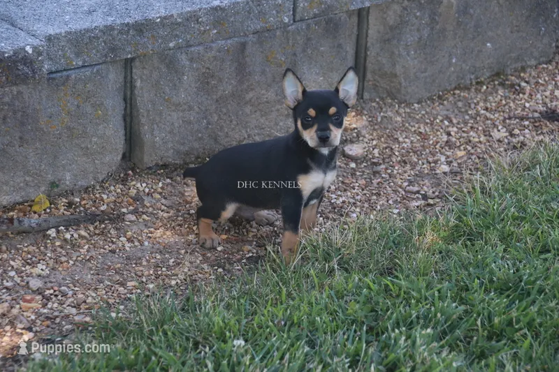 CANYON- BLK/TAN MINI MALE – Rat Terrier puppy for sale in Grovespring, MO