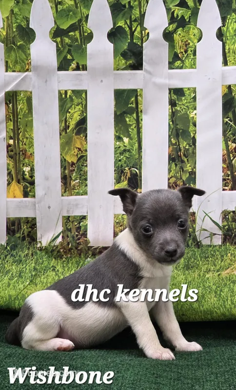 Wishbone – Rat Terrier puppy for sale in Grovespring, MO