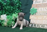 Wishbone, a male Rat Terrier for sale in Grovespring, MO – Photo 3 of 3