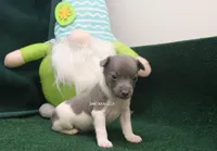 Wishbone, a male Rat Terrier for sale in Grovespring, MO – Photo 1 of 3