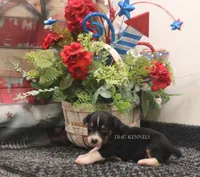 Rocket- AKC Mini Male, a male Rat Terrier for sale in Grovespring, MO – 6 of 6