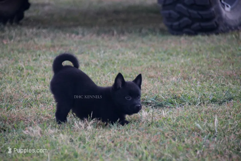 Pepper-AKC female (natural tail) – Schipperke puppy for sale in Grovespring, MO