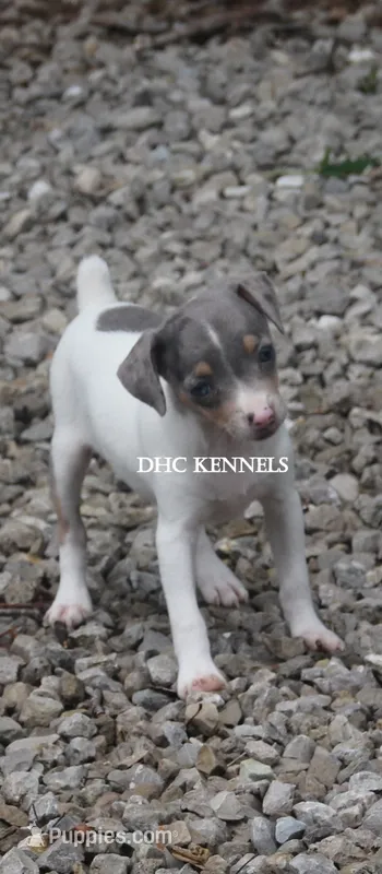 KINDLE MINI MERLE FEMALE – Rat Terrier puppy for sale in Grovespring, MO