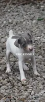 KINDLE MINI MERLE FEMALE, a female Rat Terrier for sale in Grovespring, MO – 1 of 7