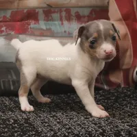 KINDLE MINI MERLE FEMALE, a female Rat Terrier for sale in Grovespring, MO – 2 of 4