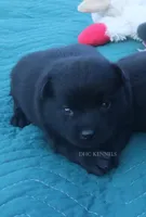 AKC- LILY (NATURAL TAIL), a female Schipperke for sale in Grovespring, MO – 3 of 3